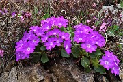 21 Primula hirsuta